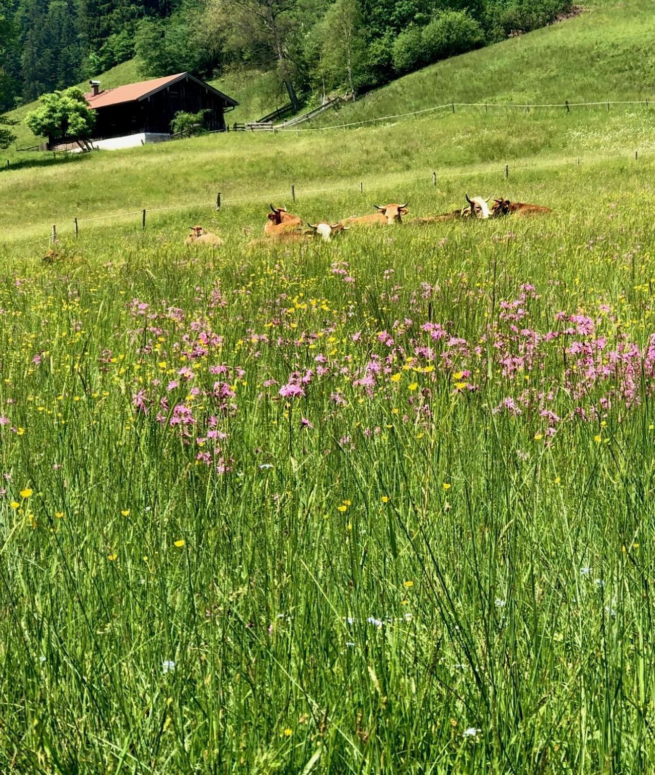 Alpenoase Schliersee - Grosse Suite Mit Sauna Oder Gemuetliche Studio Appartements Chambre photo